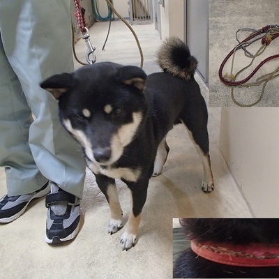 福岡県動物愛護センターNo.8057