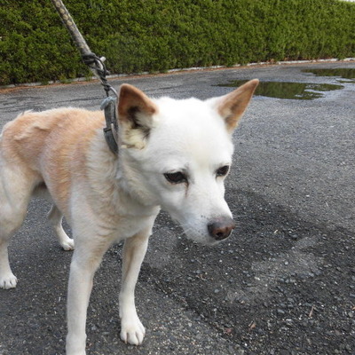 福岡県動物愛護センターNo.8060
