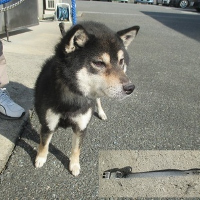 福岡県動物愛護センターNo.8063
