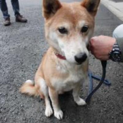 大牟田市動物管理センター（11月30日保護分）