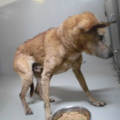 久留米市動物管理センター29064