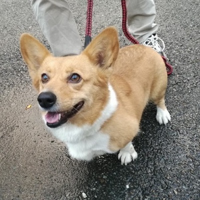 福岡県動物愛護センターNo.8084