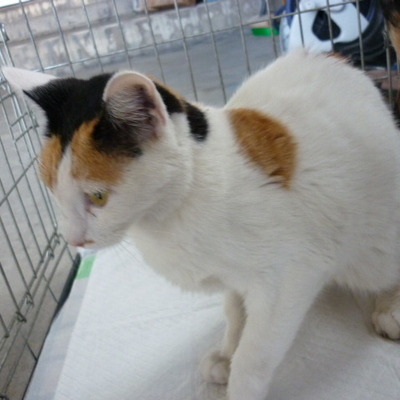 福岡県動物愛護センターNo.8090