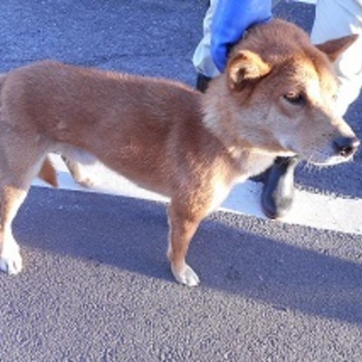 福岡県動物愛護センターNo.8088