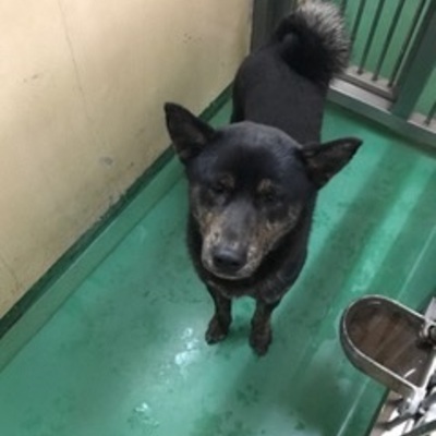 福岡県動物愛護センターNo.8089