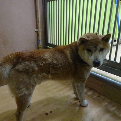 福岡県動物愛護センターNo.8095