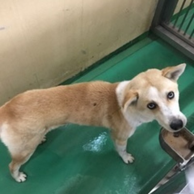 福岡県動物愛護センターNo.8101