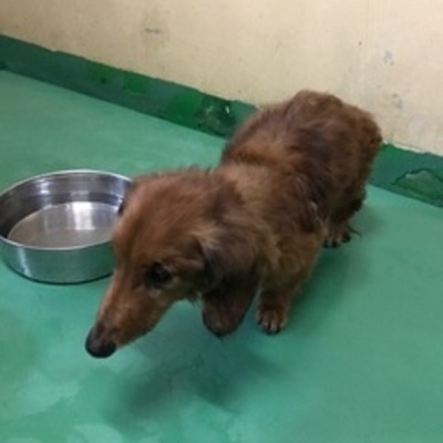 福岡県動物愛護センターNo.8107