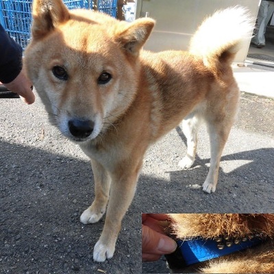福岡県動物愛護センターNo.8117