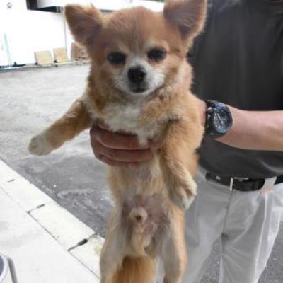 大牟田市動物管理センター（7月8日保護分）