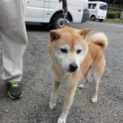 大牟田市動物管理センター（7月13日保護分）