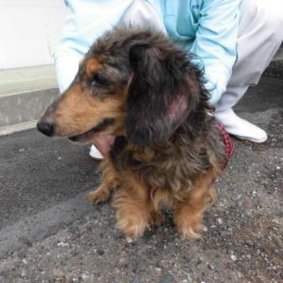 大牟田市動物管理センター（7月13日保護分） 