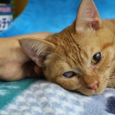 北九州市保健福祉局保健医療部動物愛護管理センターF17174