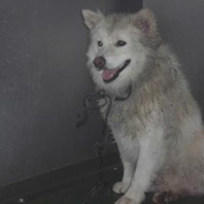 大牟田市動物管理センター（7月14日保護分）
