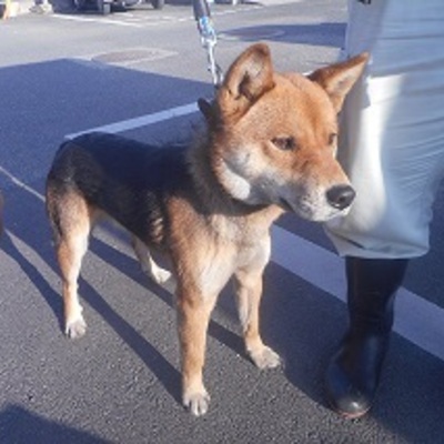 福岡県動物愛護センターNo.8128