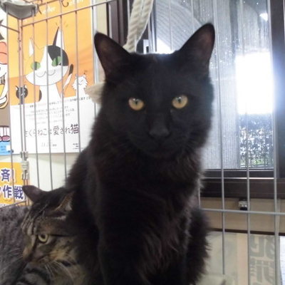 久留米市動物管理センターJ29030
