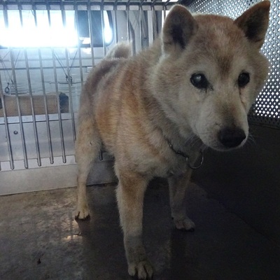福岡県動物愛護センターNo.8133
