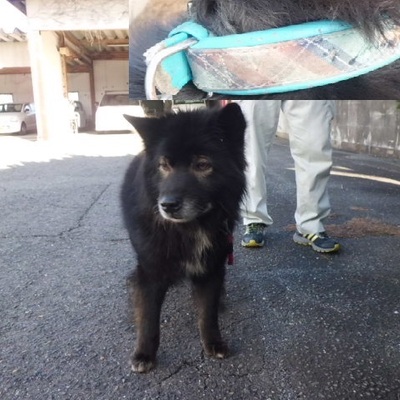 福岡県動物愛護センターNo.8142