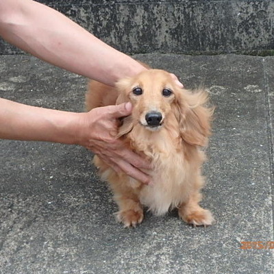福岡県動物愛護センターNo.6030