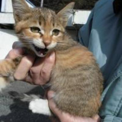 大牟田市動物管理センター【　NO：3　】