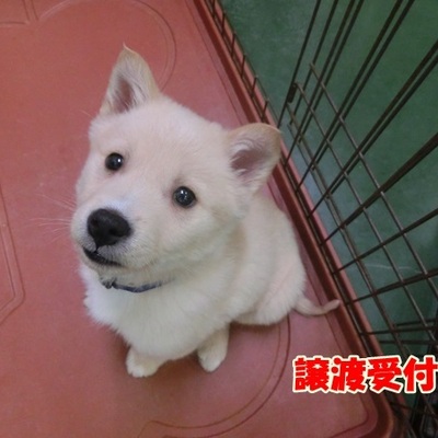 福岡県動物愛護センターNo1036