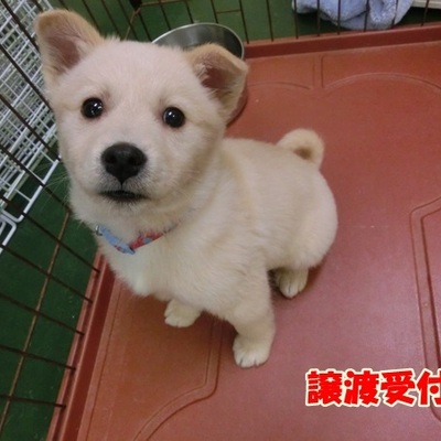 福岡県動物愛護センターNo.1037