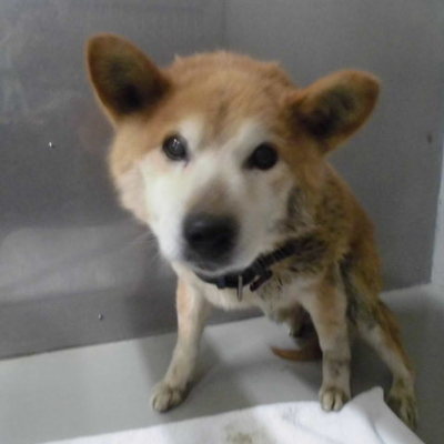 久留米市動物管理センター29078