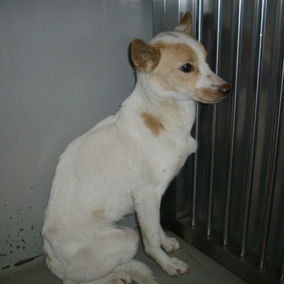 久留米市動物管理センター29081