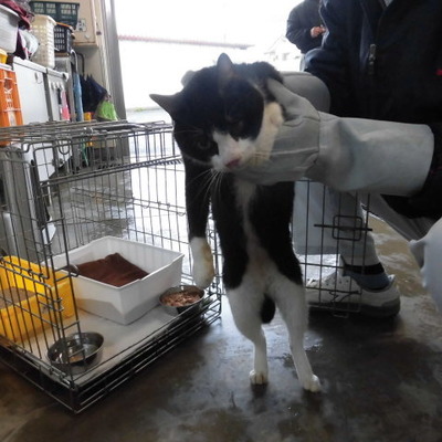 福岡県動物愛護センターNo.8192