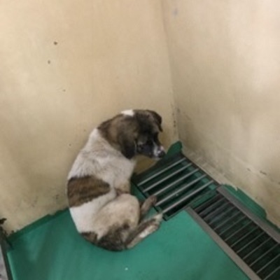 福岡県動物愛護センターNo.8196