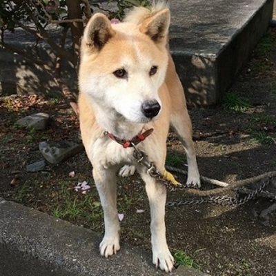 福岡県動物愛護センターNo.8199