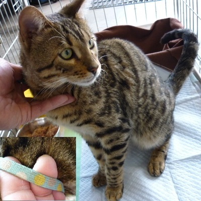 福岡県動物愛護センターNo.8200