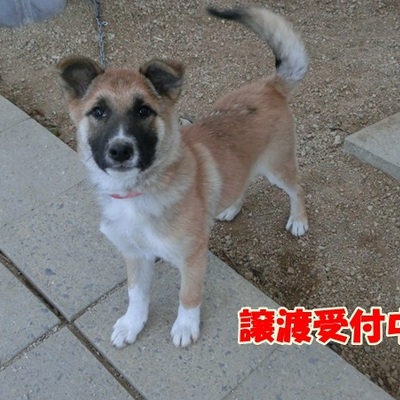福岡県動物愛護センターNo.1006