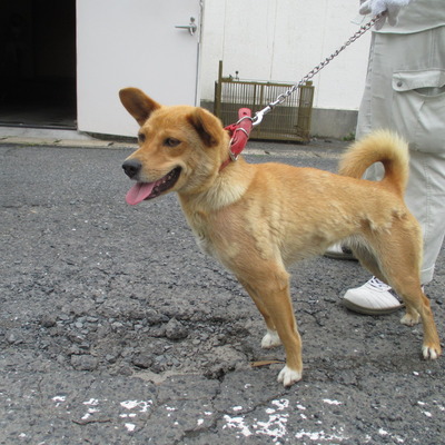福岡県動物愛護センターNo.6036