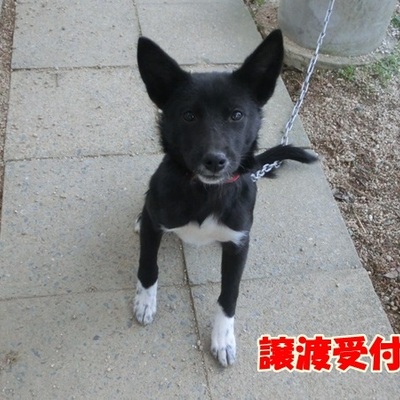 福岡県動物愛護センターNo.1017