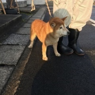 福岡県動物愛護センターNo.8203