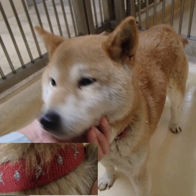 福岡県動物愛護センターNo.8204