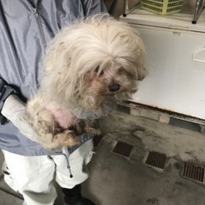 福岡県動物愛護センターNo.8209
