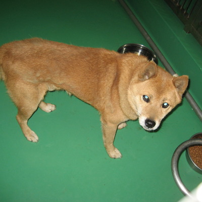 福岡県動物愛護センターNo 6038 