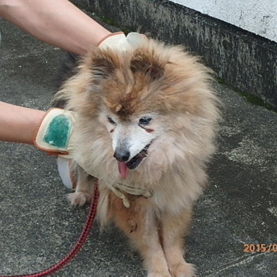 福岡県動物愛護センターNo.6039