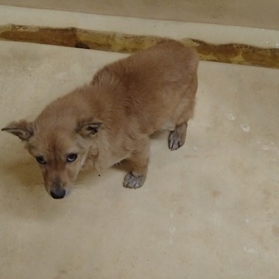 福岡県動物愛護センターNo.8216