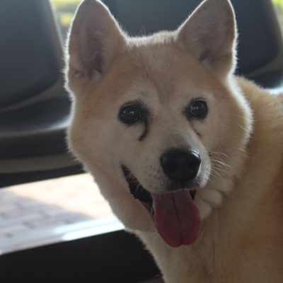 北九州市保健福祉局保健医療部動物愛護管理センターC17040