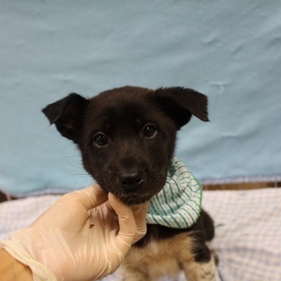 北九州市保健福祉局保健医療部動物愛護管理センターD17131