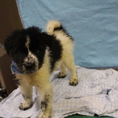 北九州市保健福祉局保健医療部動物愛護管理センターD17128