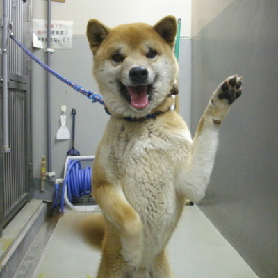 久留米市動物管理センター29085