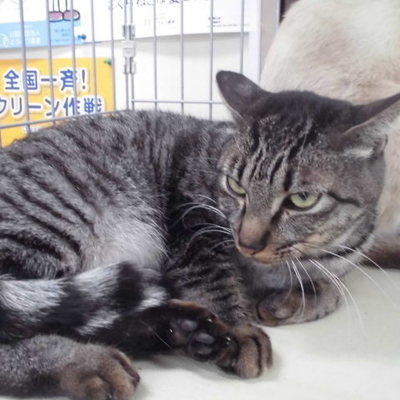 久留米市動物管理センターJ29028