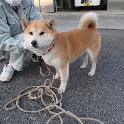 福岡県動物愛護センターNo.8221