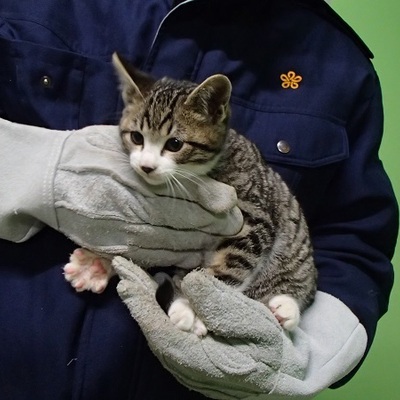 福岡県動物愛護センターNo.8223