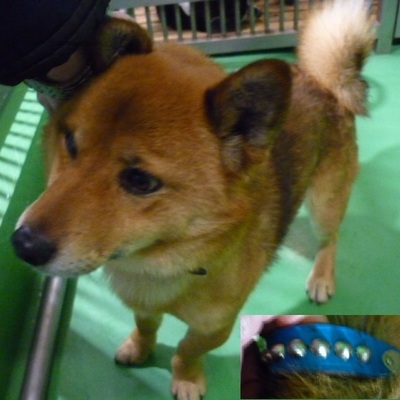 福岡県動物愛護センターNo.8225