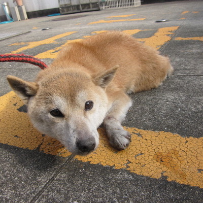 福岡県動物愛護センターNo.8229